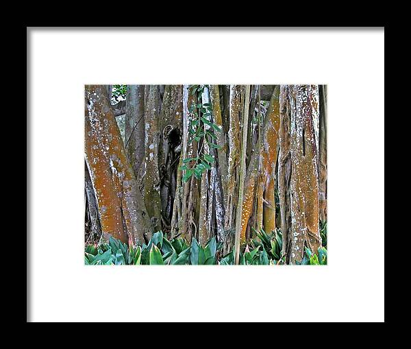 Ringling Bayfront Garden Framed Print featuring the digital art Ringling Trees 1 by Maria Huntley