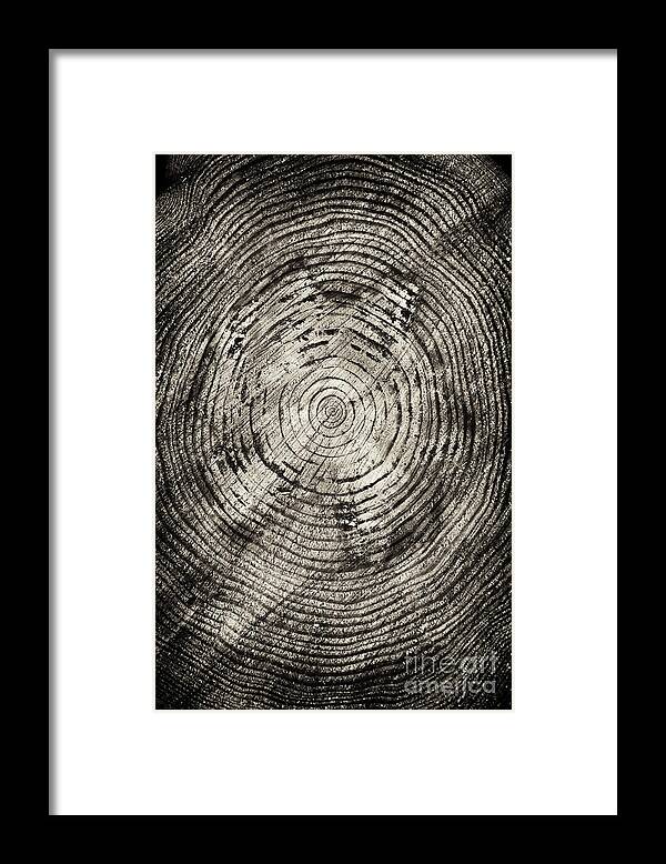 Tree Rings Framed Print featuring the photograph Rings of Time by Tim Gainey