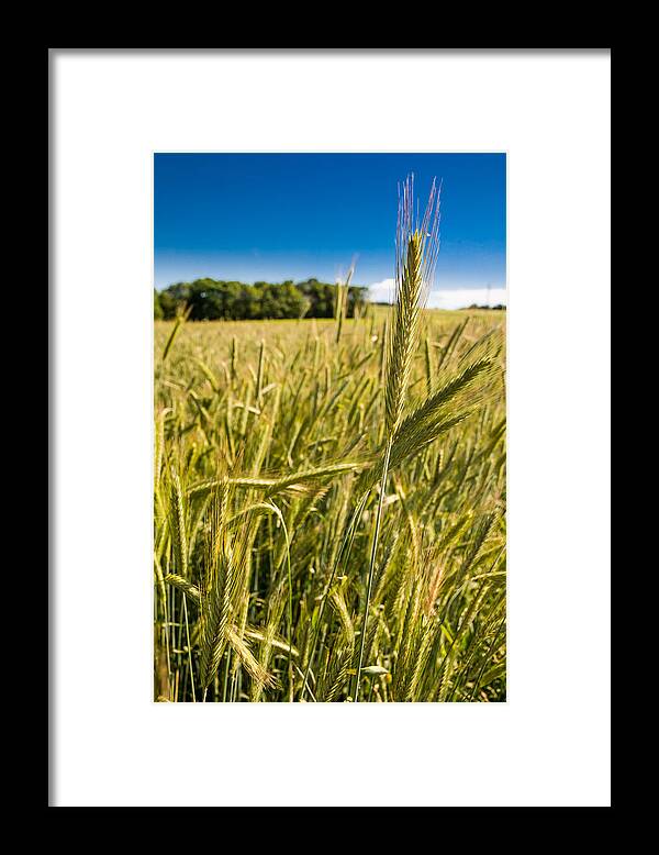 Corn Framed Print featuring the photograph Ripe Corn by Andreas Berthold