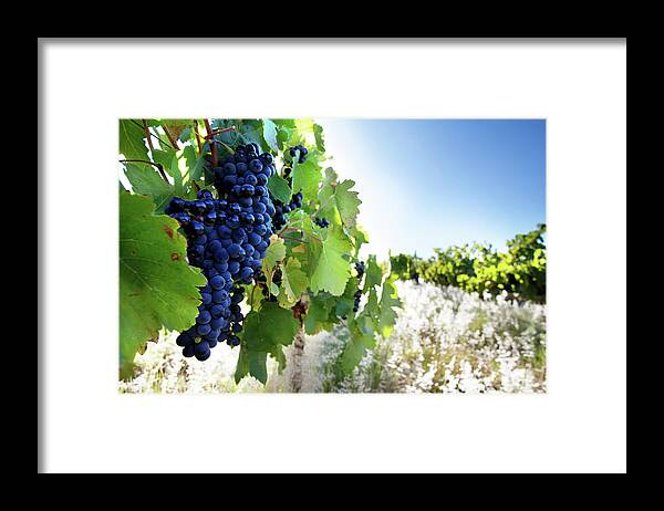 Alcohol Framed Print featuring the photograph Ripe Grapes by Tatami skanks