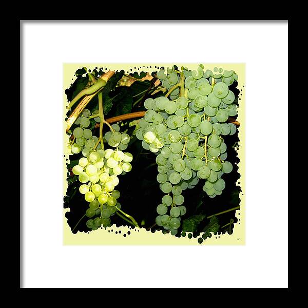 Ripe On The Vine Framed Print featuring the photograph Ripe On The Vine by Will Borden