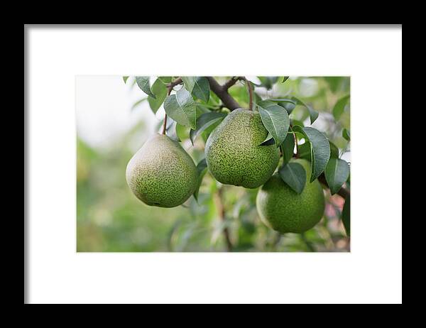 Hanging Framed Print featuring the photograph Ripe Pears Hanging From The Branch Of A by Vladimir Godnik