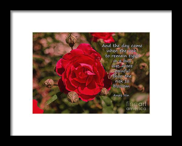 Rose Framed Print featuring the photograph Risk To Blossom by Janice Pariza