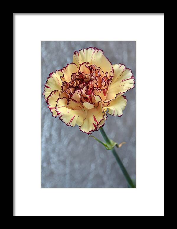 Carnation Framed Print featuring the photograph Ritzy. by Terence Davis