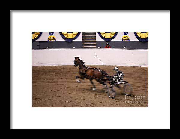 Equine Framed Print featuring the photograph Road Pony at Speed by Carol Lynn Coronios