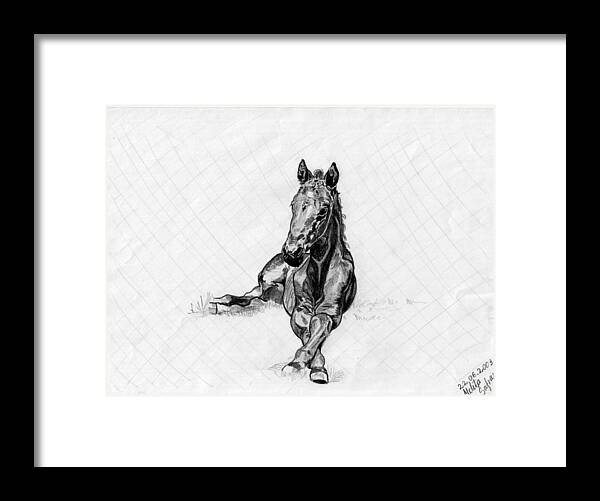 Horse Framed Print featuring the drawing Road Runner by Melita Safran