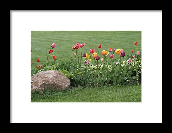 Tulips Framed Print featuring the photograph Tulip and Hosta Garden by Valerie Collins