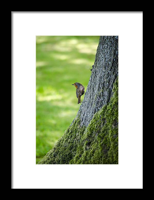 Garden Framed Print featuring the photograph Robin At Rest by Spikey Mouse Photography