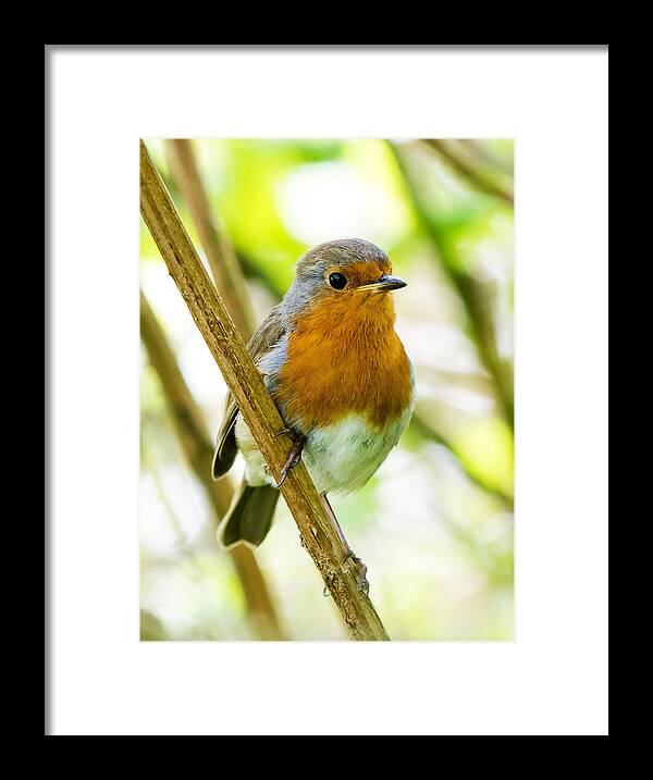 Robin Framed Print featuring the photograph Robin by Steven Poulton