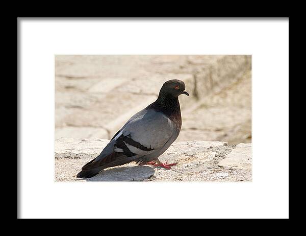 Bird Framed Print featuring the photograph Rock Dove by Nigel Downer