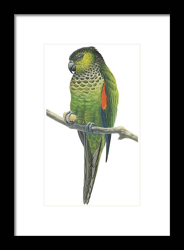 No People; Vertical; White Background; One Animal; Nature; Wildlife; Illustration And Painting; Rock Parakeet; Pyrrhura Rupicola; Zoology; Green; Perching; Branch Framed Print featuring the drawing Rock parakeet by Anonymous