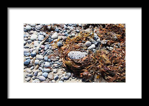 Egg Framed Print featuring the photograph Rock Weed by Shawn MacMeekin