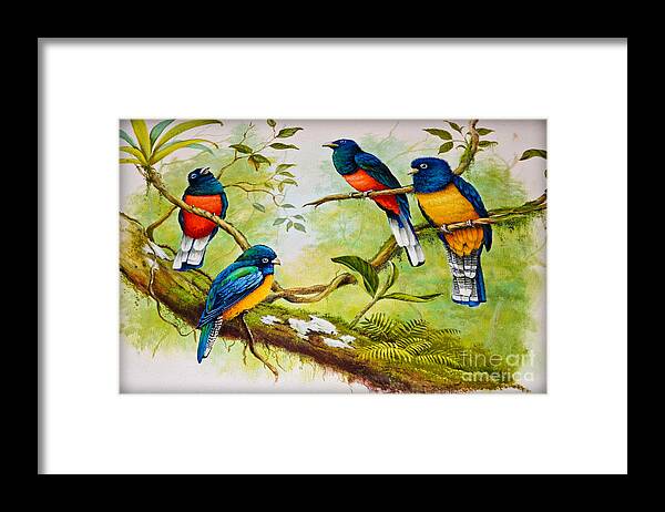 Bird Framed Print featuring the photograph Rockin Robins by Gary Keesler