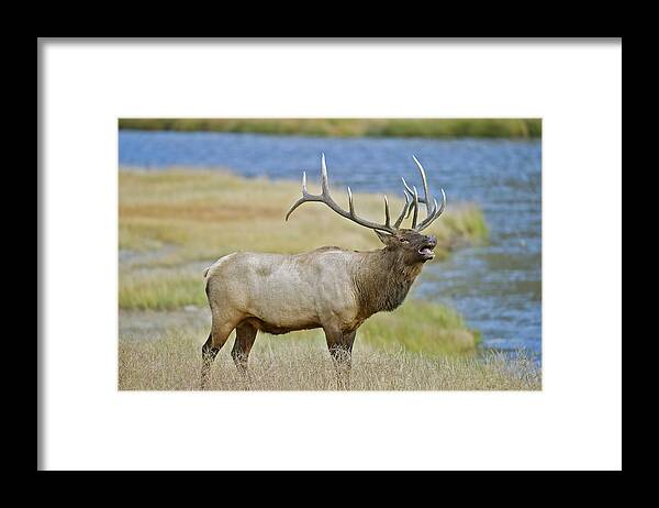 Bull Elk Framed Print featuring the photograph Rocky Mountain Bull Elk Bugleing Madison River by Gary Langley