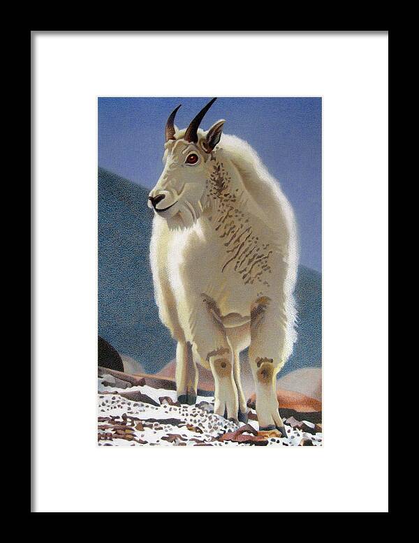 Art Framed Print featuring the drawing Rocky Mountain Goat by Dan Miller