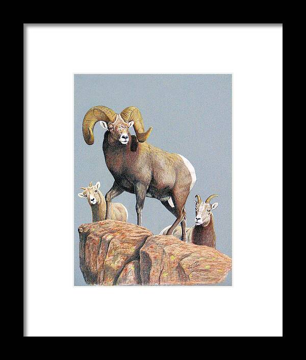 Rocky Mountain Bighorn Ram Framed Print featuring the painting Rocky Mountain Ram Ewe and Lamb by Darcy Tate