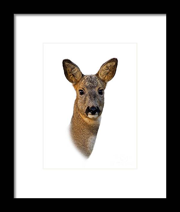 Roe Deer Portrait Framed Print featuring the photograph Roe Deer Portrait by Torbjorn Swenelius