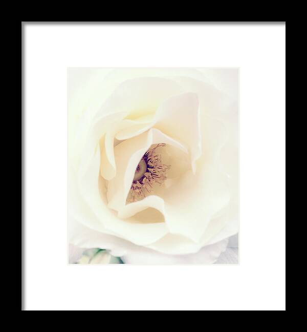Love Framed Print featuring the photograph Romance in a Rose by Spikey Mouse Photography