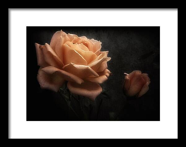 Rose Framed Print featuring the photograph Romantic November Rose by Richard Cummings