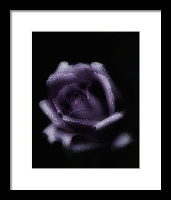 Purple Rose Framed Print featuring the photograph Romantic Purple Rose by Richard Cummings