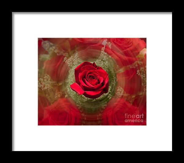 Flower Framed Print featuring the photograph Romantic Red Rose Swirl by Steven Heap