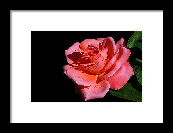 Rose Framed Print featuring the photograph Romantica by Doug Norkum