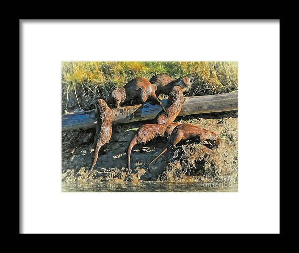 Otters Framed Print featuring the photograph Romp of Otters by Clare VanderVeen