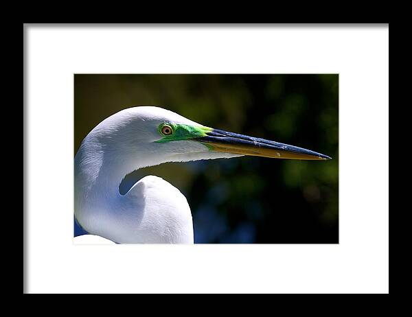 Wildbird Rookery Framed Print featuring the photograph Rookery 22 by David Beebe