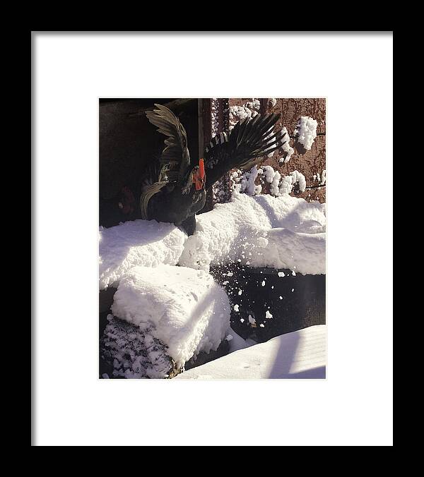 Rooster Framed Print featuring the photograph Rooster in Deep Snow by Michael Dougherty