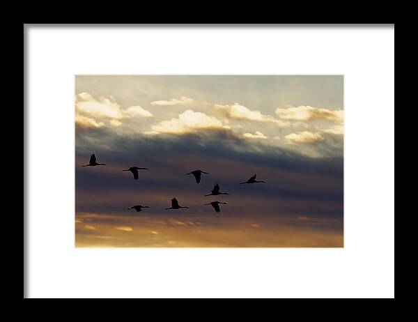 Animals Framed Print featuring the photograph Roosting Time by Jack R Perry