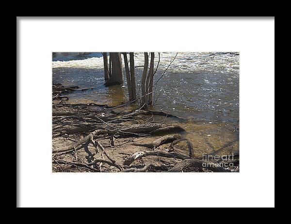 Michigan State University Framed Print featuring the photograph Roots by Joseph Yarbrough
