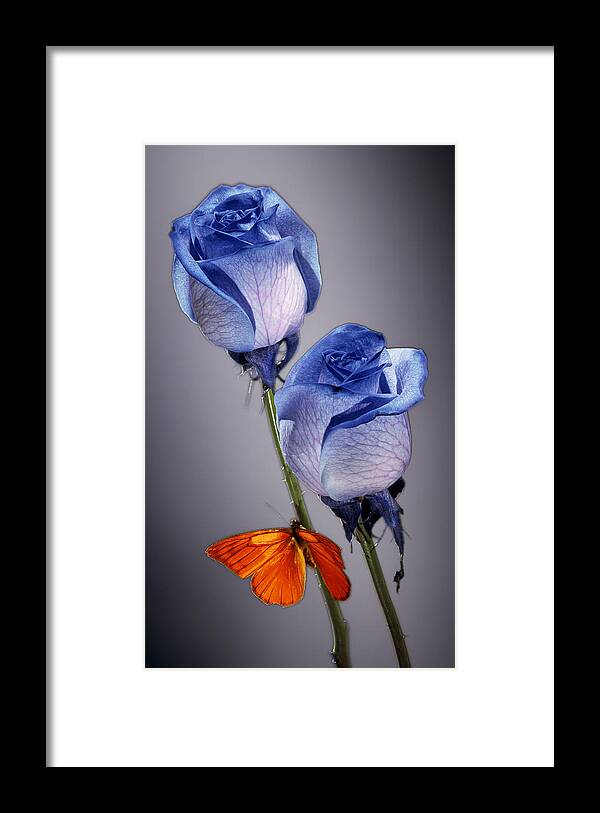 Cobalt Framed Print featuring the photograph Rosa Azul With Orange by Kirk Ellison