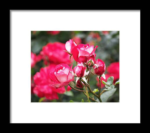 Rosa Molly Mcgredy Framed Print featuring the photograph Rosa Molly McGredy by Rona Black