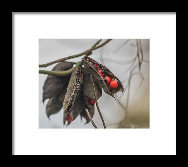 Circle B Bar Reserve Framed Print featuring the photograph Rosary Pea by Jane Luxton
