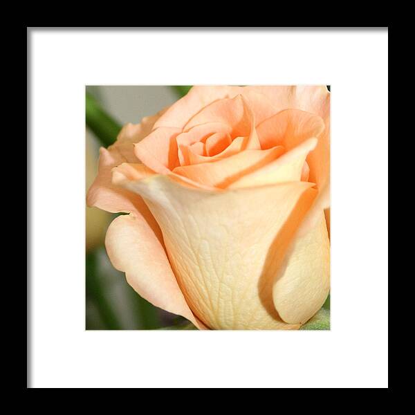 Roses Framed Print featuring the photograph Rose 1 by Cheryl Boyer