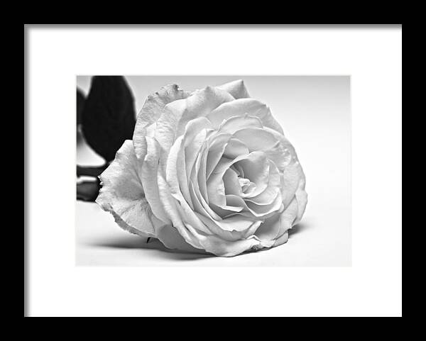 Rose Framed Print featuring the photograph Rose 1 by Scott Carruthers