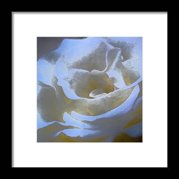 Floral Framed Print featuring the photograph Rose 186 by Pamela Cooper