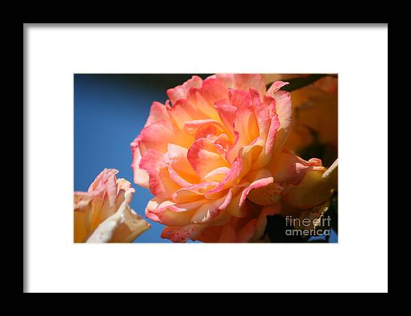 Rose Framed Print featuring the photograph Rose ablaze by Jim Gillen