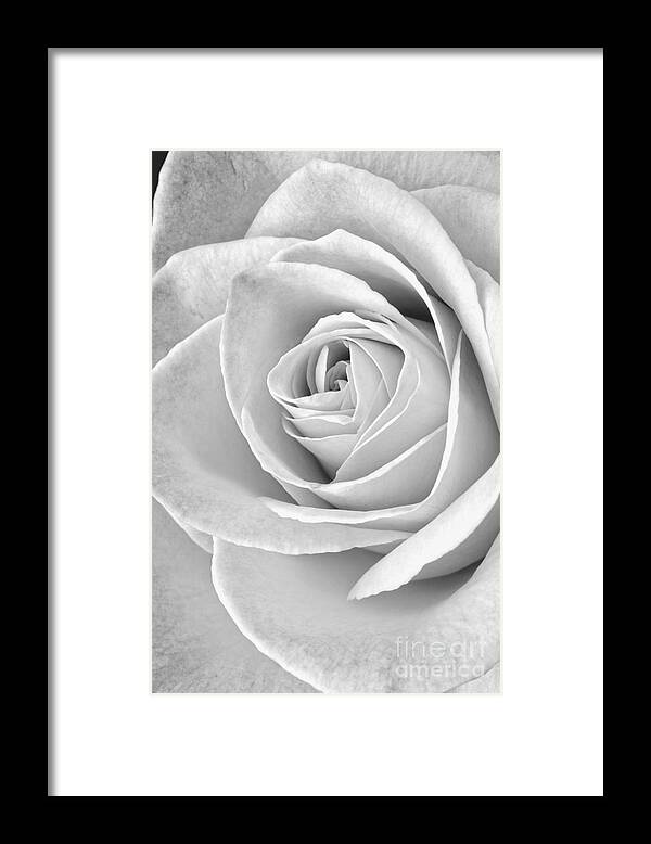 Rose. Flowers Framed Print featuring the photograph Rose Black and White by Edward Fielding
