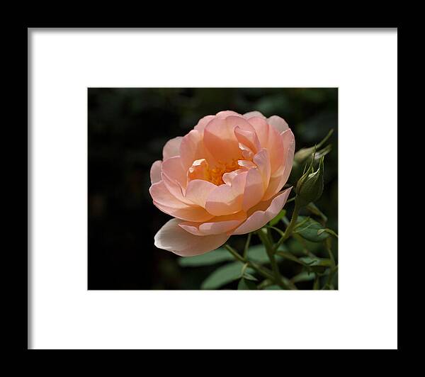 Rose Framed Print featuring the photograph Rose Blush by Rona Black