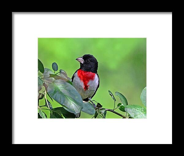 Bird Framed Print featuring the photograph Rose Breasted Grosbeak by Rodney Campbell