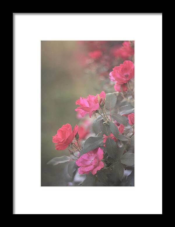 Roses Framed Print featuring the photograph Rose Bush by Stephanie Hollingsworth