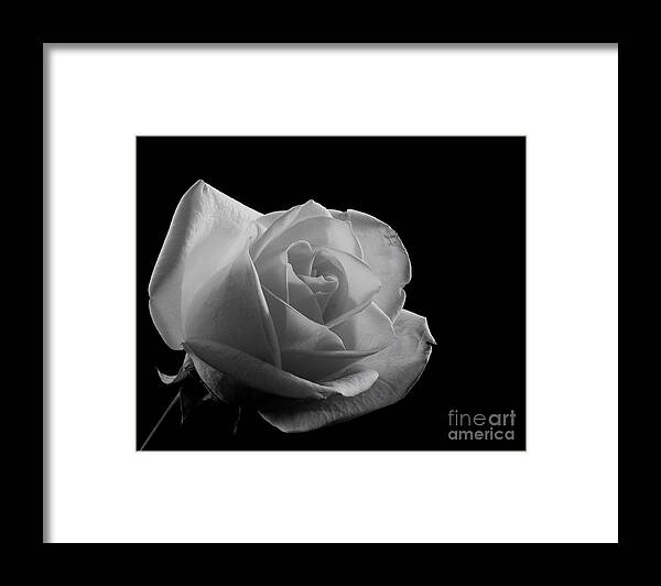 Sandra Clark Framed Print featuring the photograph Rose by any Other Name by Sandra Clark