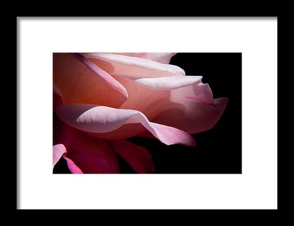 Rose Framed Print featuring the photograph Rose caressed by light by Vanessa Thomas