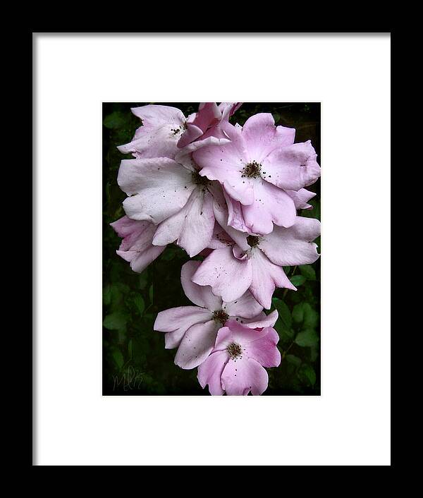 Rose Framed Print featuring the photograph Rose Cluster by Louise Kumpf