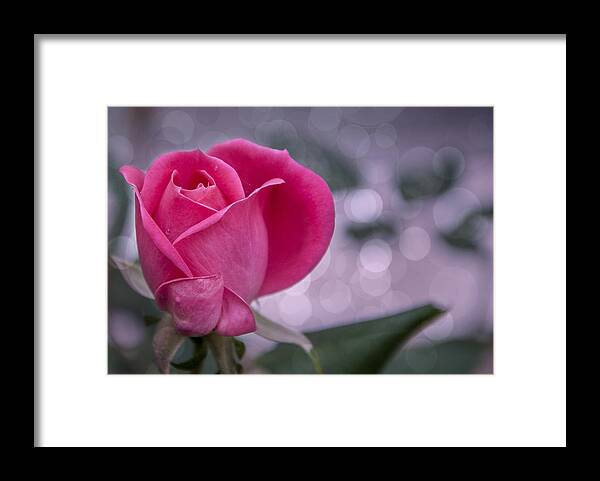 Flower Framed Print featuring the photograph Rose Drops by Cathy Kovarik