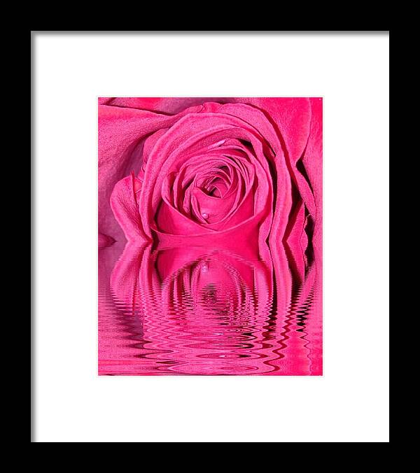 Rose Framed Print featuring the photograph Rose Drops by Marian Lonzetta