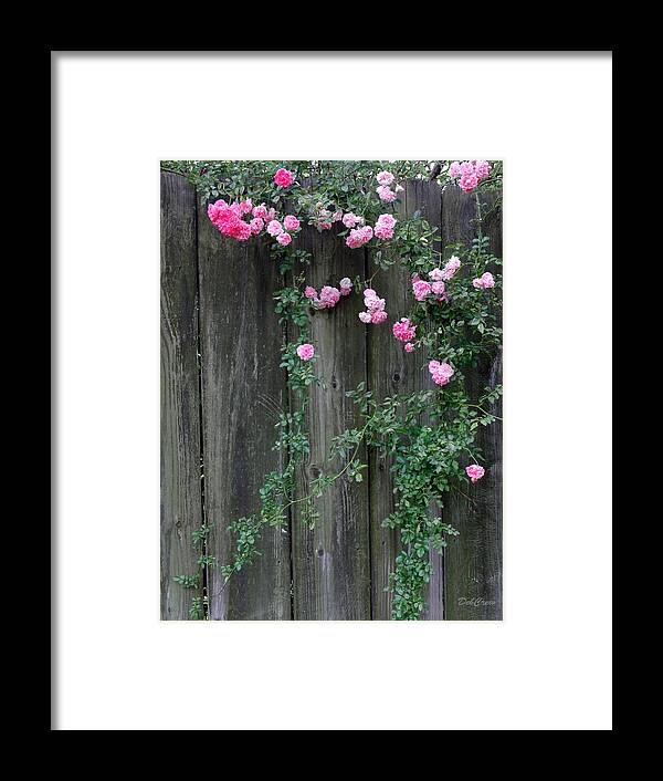Rose Framed Print featuring the photograph Rose Fence by Deborah Crew-Johnson