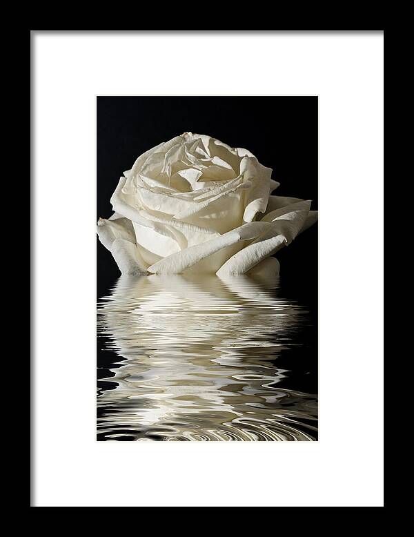 Isolated Framed Print featuring the photograph Rose Flood by Steve Purnell