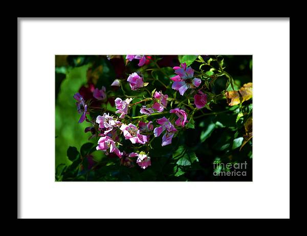 Rose Garden Framed Print featuring the photograph Rose Garden 2 by Susanne Van Hulst